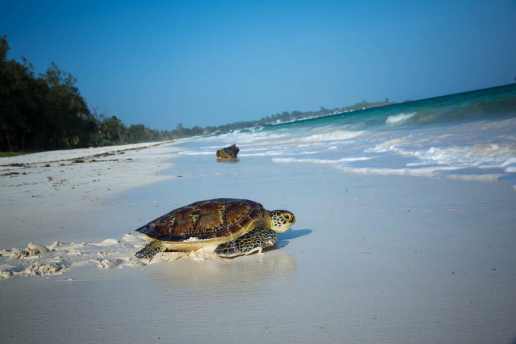 kenya-coast-02_watamu